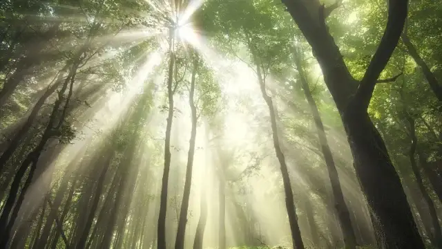 Neusademhaling-Corona