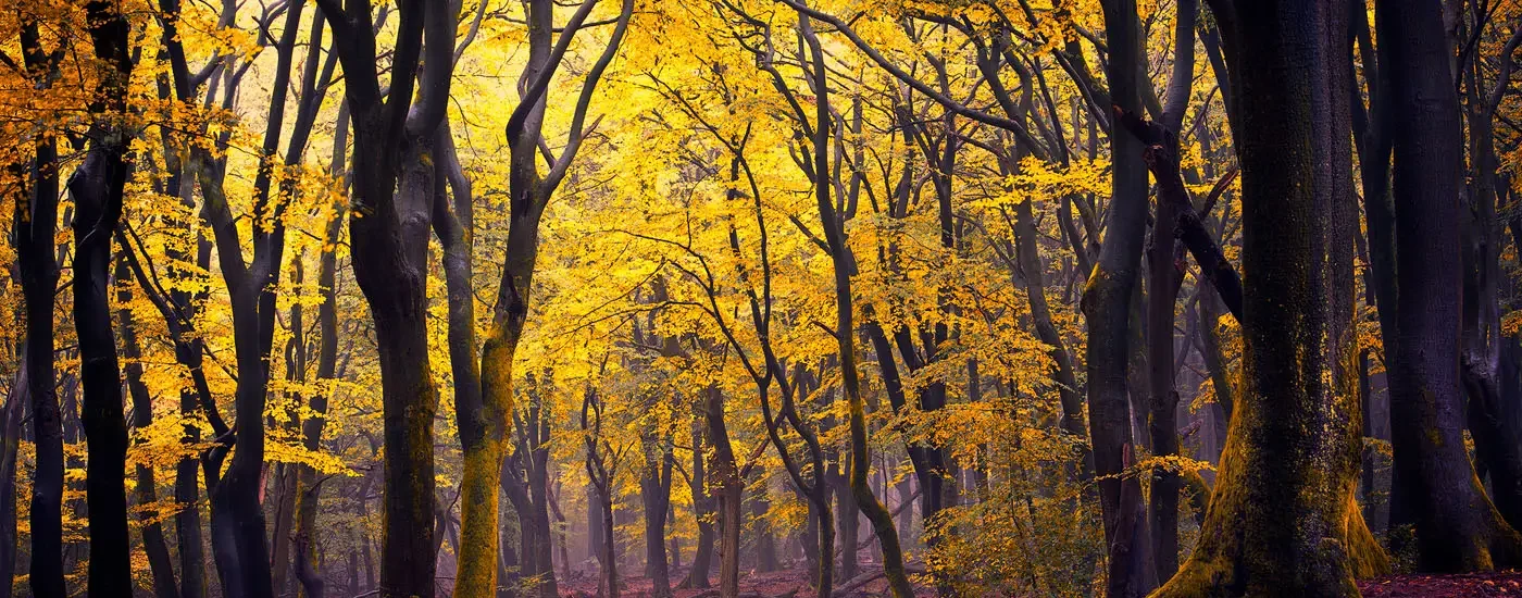 In-the-light-of-the-leaves